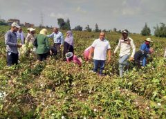 يوم جني القطن بكفر الشيخ.. تحركات ميدانية لدعم المزارعين ورفع جودة المحصول وتعظيم العائد الاقتصادي